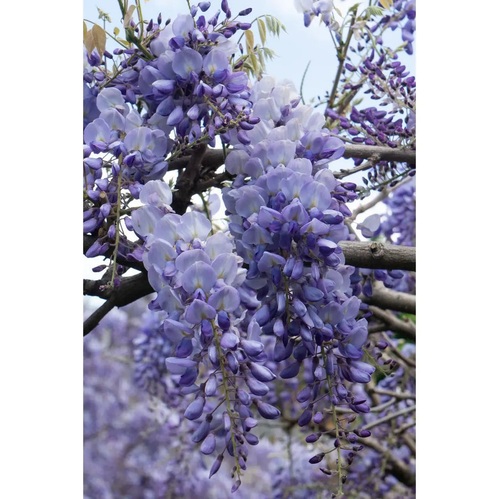 Wisteria sinensis 'prolific' - blauer Regen - Ø15 cm - ↕65 cm - Pille Gartenwelt