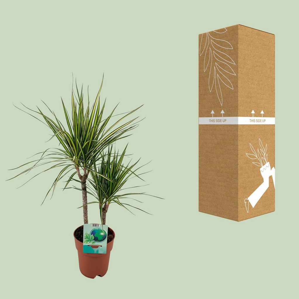 Dracaena marginata Golden Dragon – Drachenbaum Ø19 cm, 70 cm