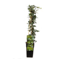 Efeu Hedera helix – immergrün, winterhart, Kletterpflanze Ø15cm - ↕65 cm