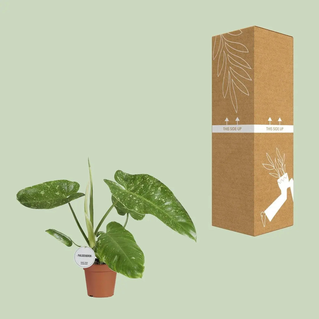 Philodendron Jose Buono - Ø15cm - ↕45cm - Pille Gartenwelt