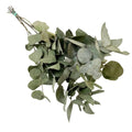 Trockenblumen Eucalyptus Cinerea – 6 Sträuße 50 cm - Pille Gartenwelt