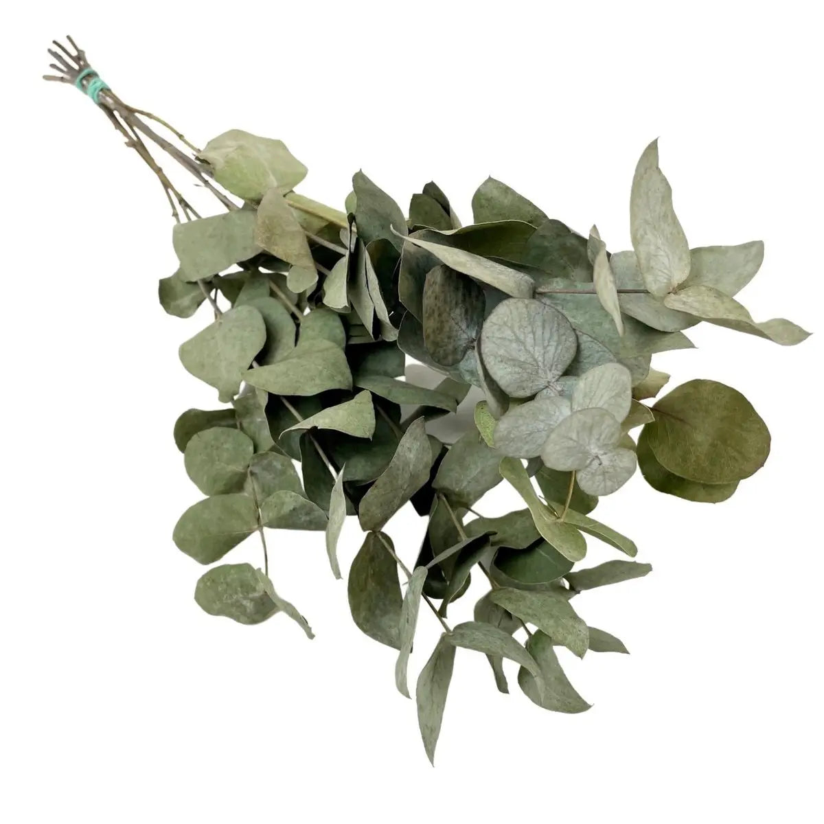 Trockenblumen Eucalyptus Cinerea – 6 Sträuße 50 cm - Pille Gartenwelt