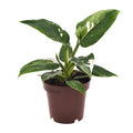 Philodendron White Princess Ø12 cm – ca. 25 cm, weiß-grün panaschiert - Pille Gartenwelt