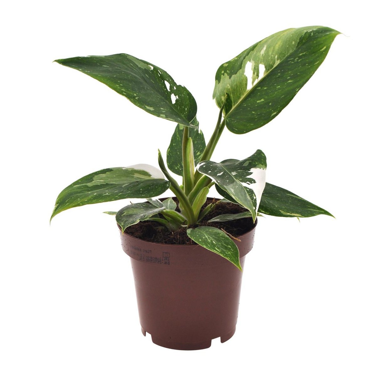 Philodendron White Princess Ø12 cm – ca. 25 cm, weiß-grün panaschiert