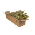 Trockenblumen – Weizen (Triticum) – Natur – 4 Bündel – ↕60 cm MEERgroothandel Planten