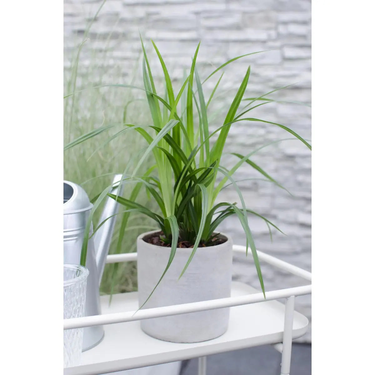 Carex Morrowii Irish Green - Ø14 cm - ↕30 cm | Zier-Gras