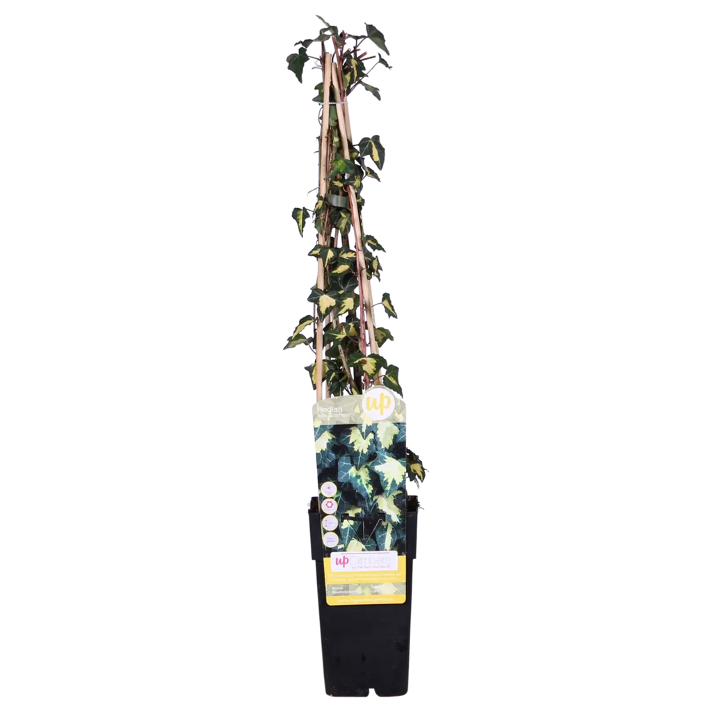 Goldefeu | Gelbbunter Efeu Hedera Helix 'Goldheart' - Ø15cm - ↕65 cm | winterhart | immergrün - Pille Gartenwelt