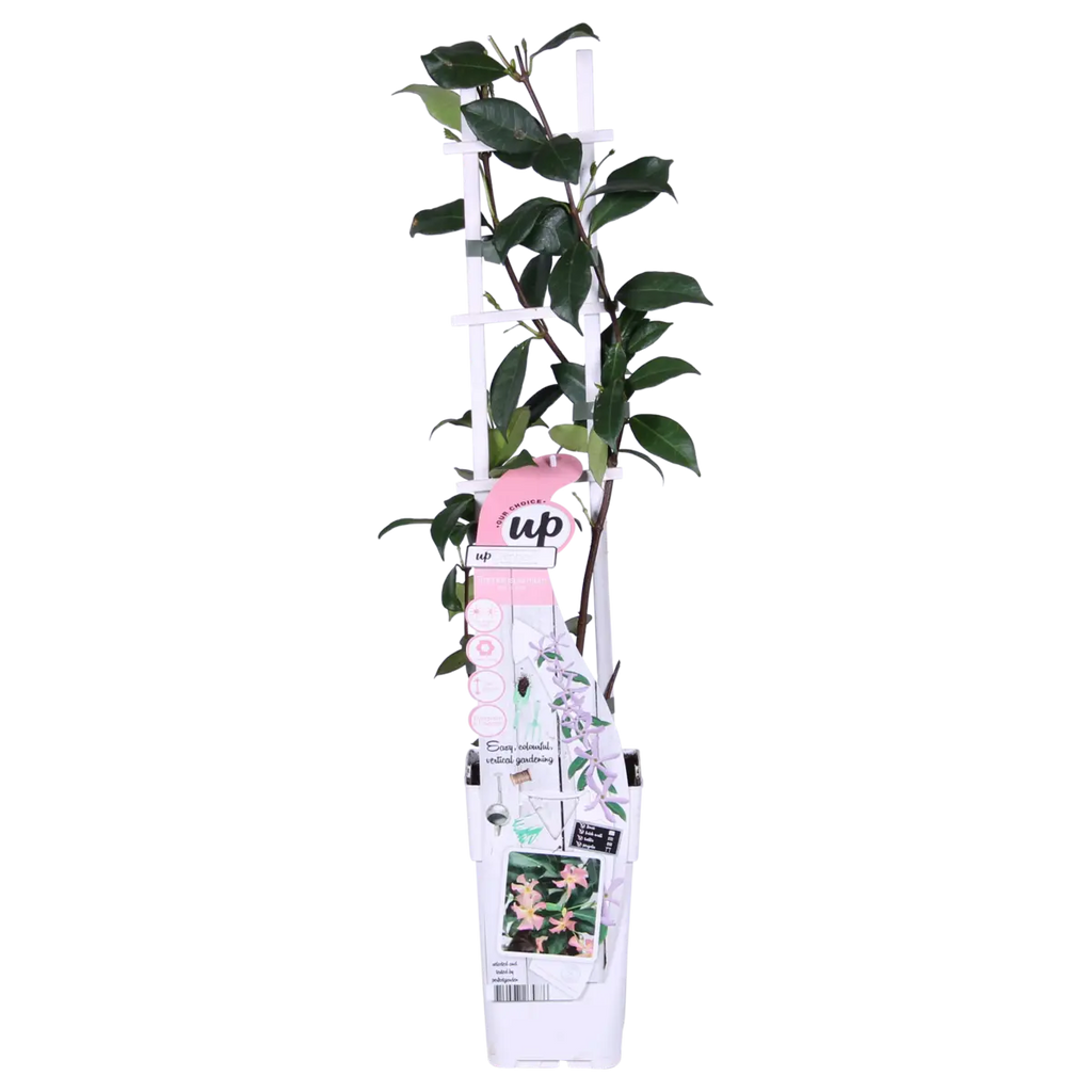 Sternjasmin Trachelospermum 'Star von Ibiza' - Toskaner Jasmin - Ø15cm - ↕65 cm