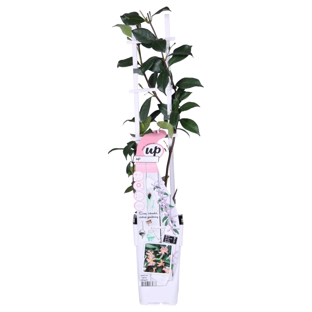 Sternjasmin Trachelospermum 'Star von Ibiza' - Toskaner Jasmin - Ø15cm - ↕65 cm