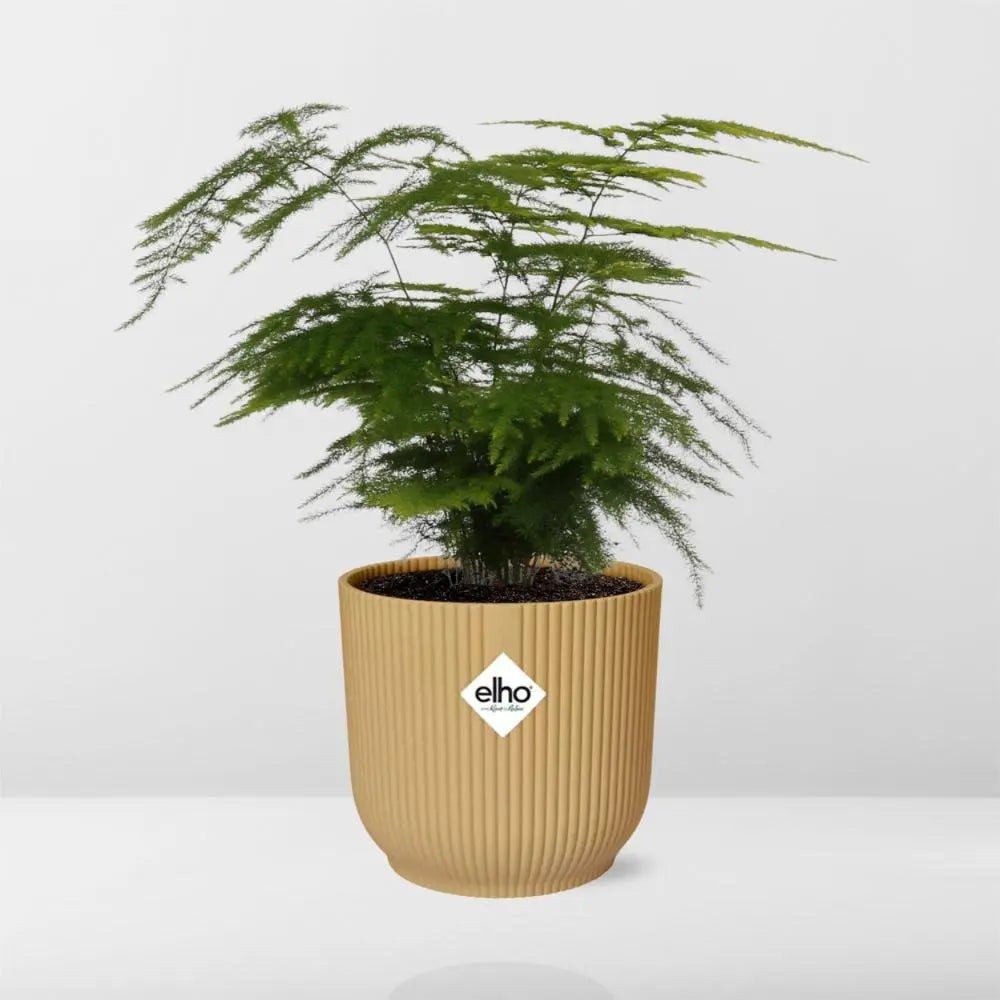 Zier-Spargel Asparagus setaceus „Plumosus“ mit Elho Vibes Fold 14 cm Pflanztopf - Pille Gartenwelt