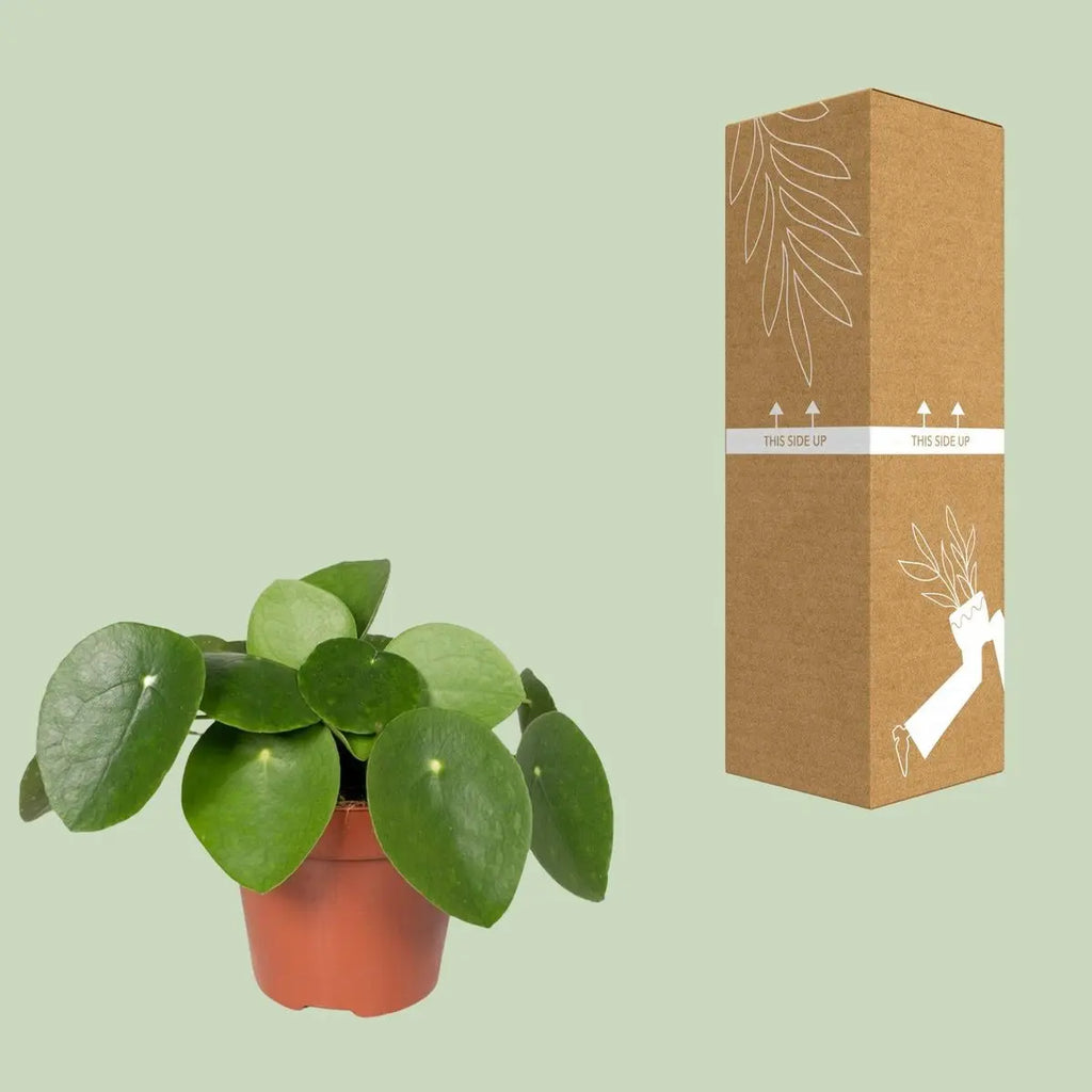 Pilea peperomioides Ø12 cm, 20 cm – Ufopflanze mit runden Blättern - Pille Gartenwelt
