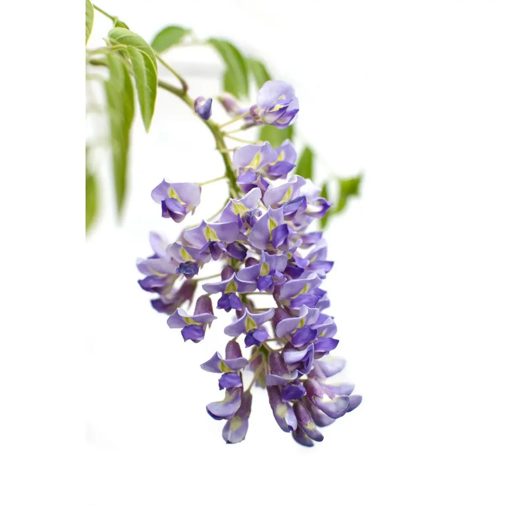 Wisteria sinensis 'prolific' - blauer Regen - Ø15 cm - ↕65 cm - Pille Gartenwelt
