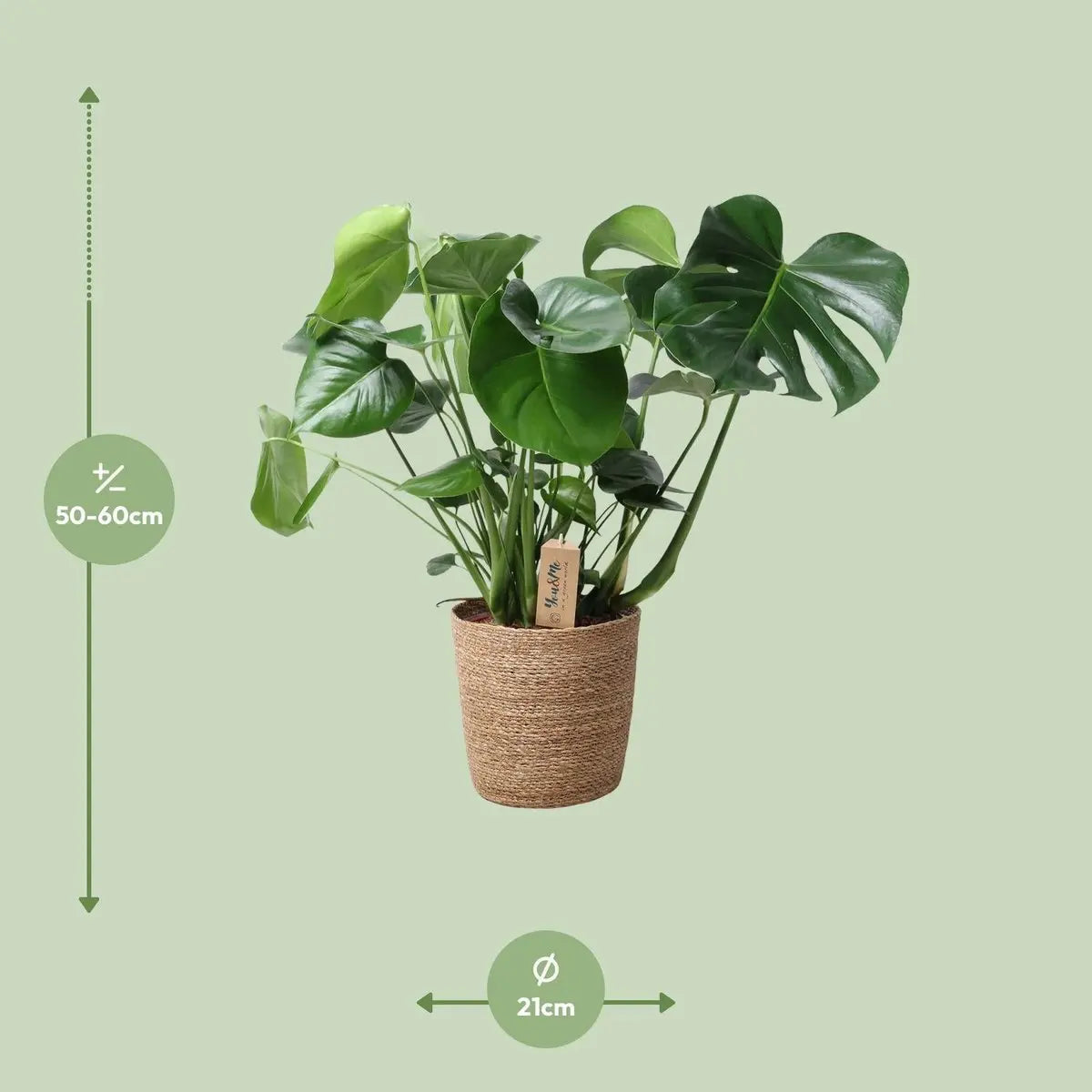 Monstera im natürlichen Korb - Ø21 cm - ↕60 cm