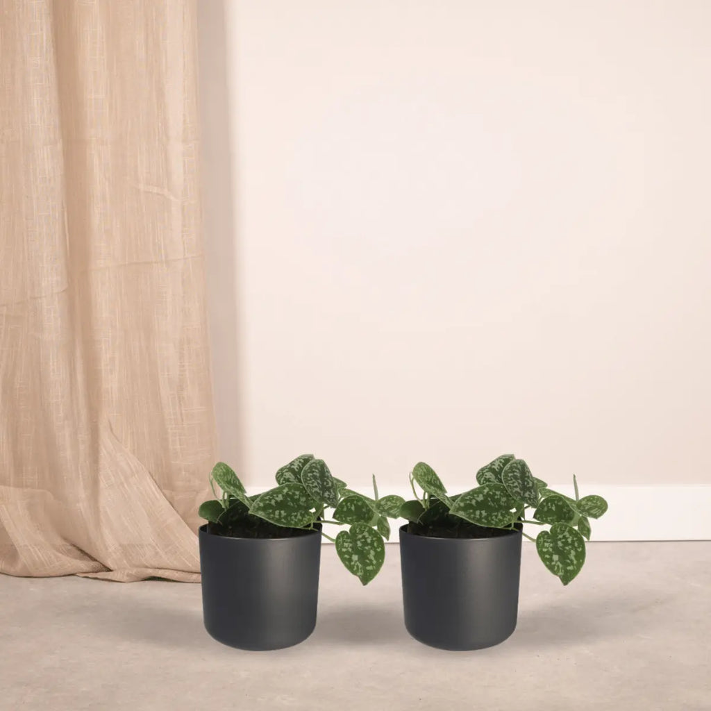 2x Scindapsus Bild - Epipremnum - 15 cm - Ø12 cm