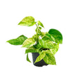 Efeutute Epipremnum Marmor Queen - Scindapsus -  Ø12 - ↨15cm