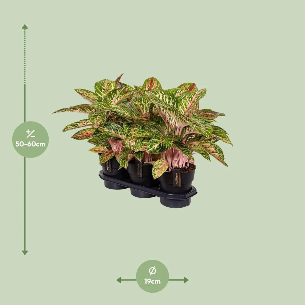 Aggalema Coco Mlont [P19-H60] MEERgroothandel Planten