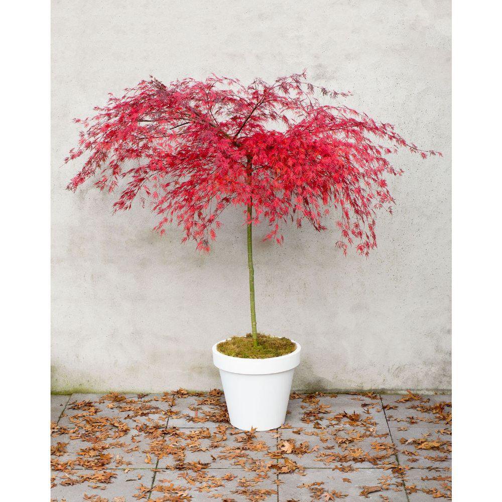 Acer palmatum ‘Emerald Lace’ (Japanischer Fächerahorn) – Ø30 cm – ca. 140 cm