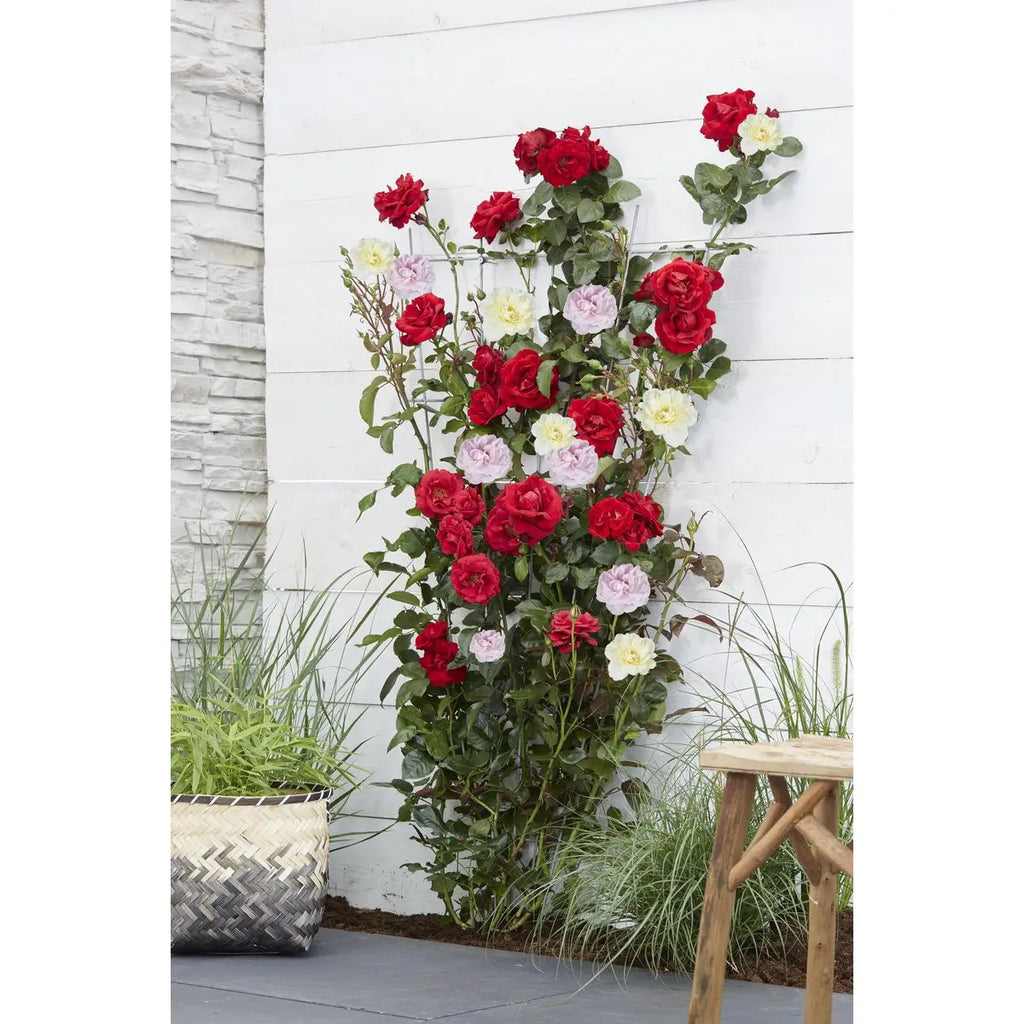 3x - Rosa Crazy in Love 'Pink' - ↨65cm - Ø15 MEERgroothandel Planten