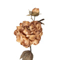 Künstliche Blume 73 cm brauner Kunststoff Clayre & Eef.