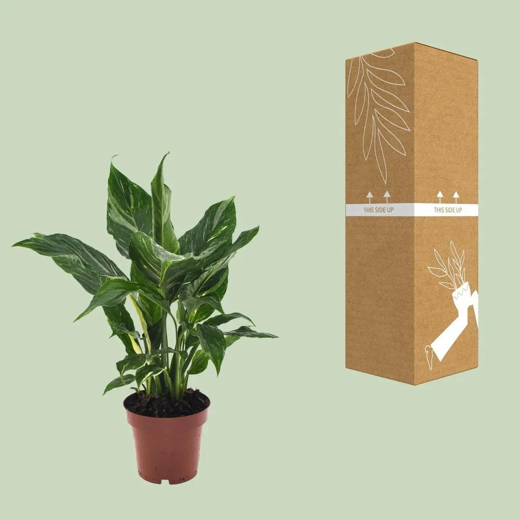 Spathiphyllum Diamond - Ø12cm - ↕40 cm