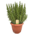 Rosmarinus officinalis | [P25-H45] MEERgroothandel Planten