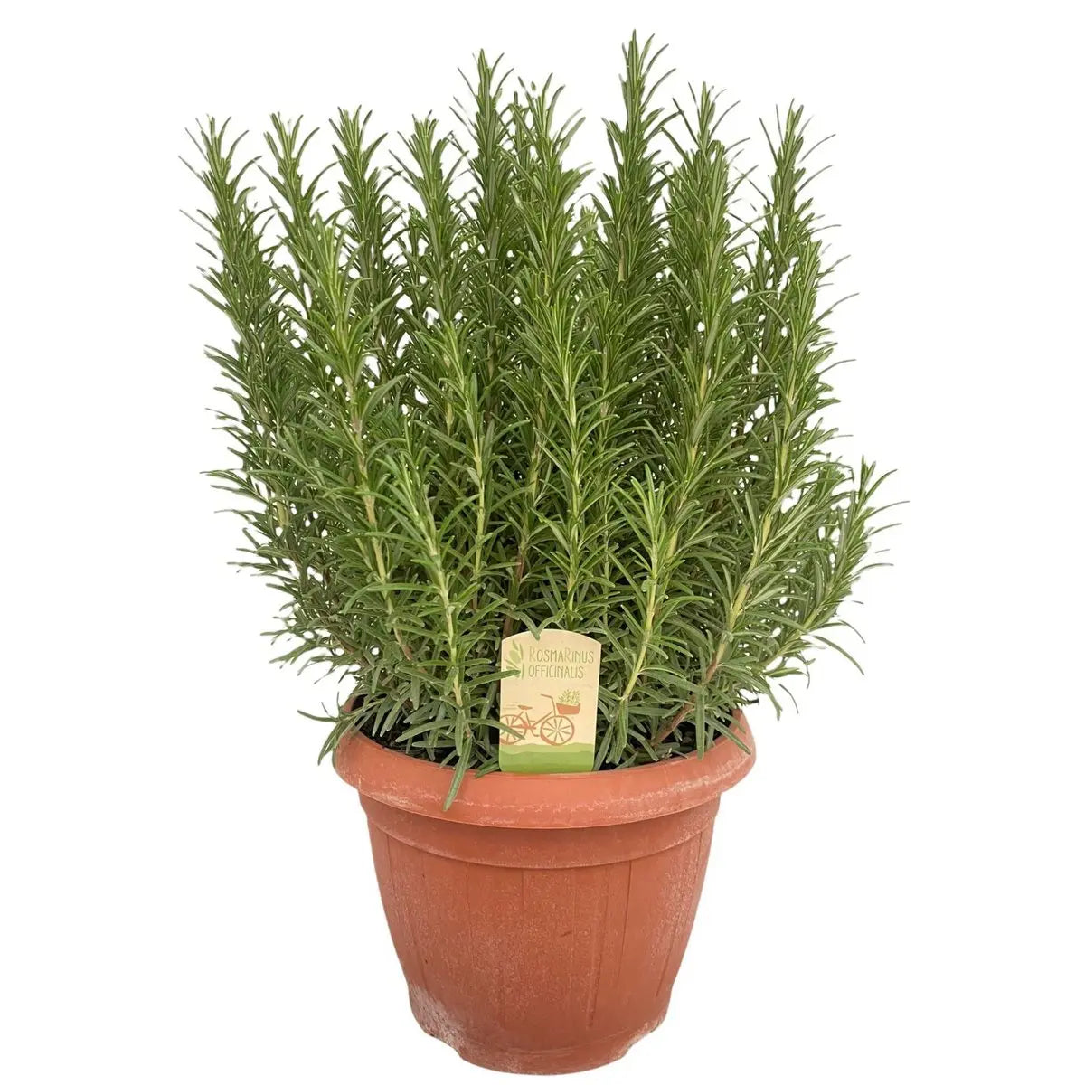 Rosmarinus officinalis | [P25-H45] MEERgroothandel Planten
