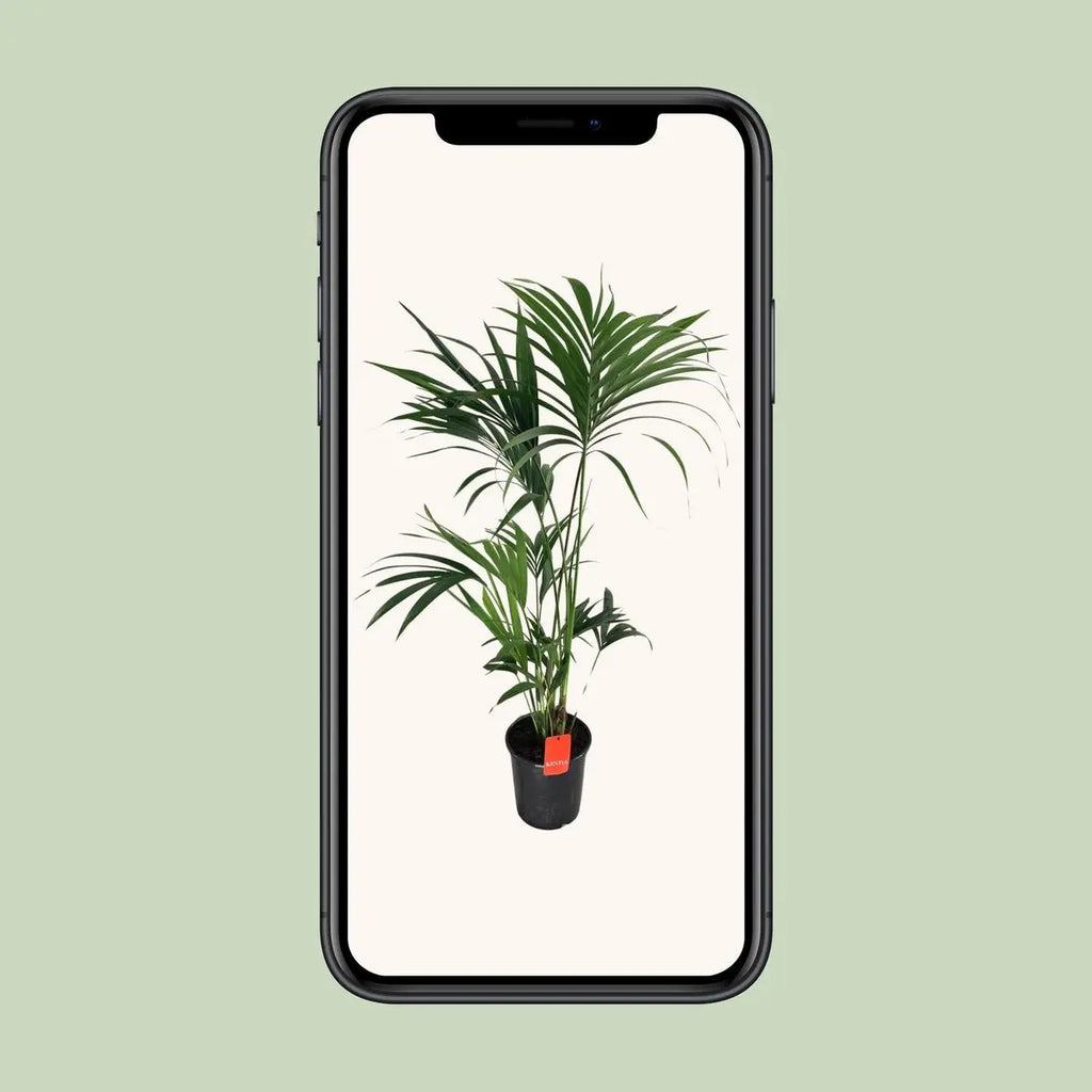 Kentia Palme (Howea) – Ø24 cm, ca. 130 cm, elegante pflegeleichte Zimmerpalme - Pille Gartenwelt