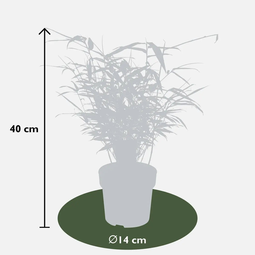 4x Fargesia rufa - ↨40 cm - Ø14 MEERgroothandel Planten