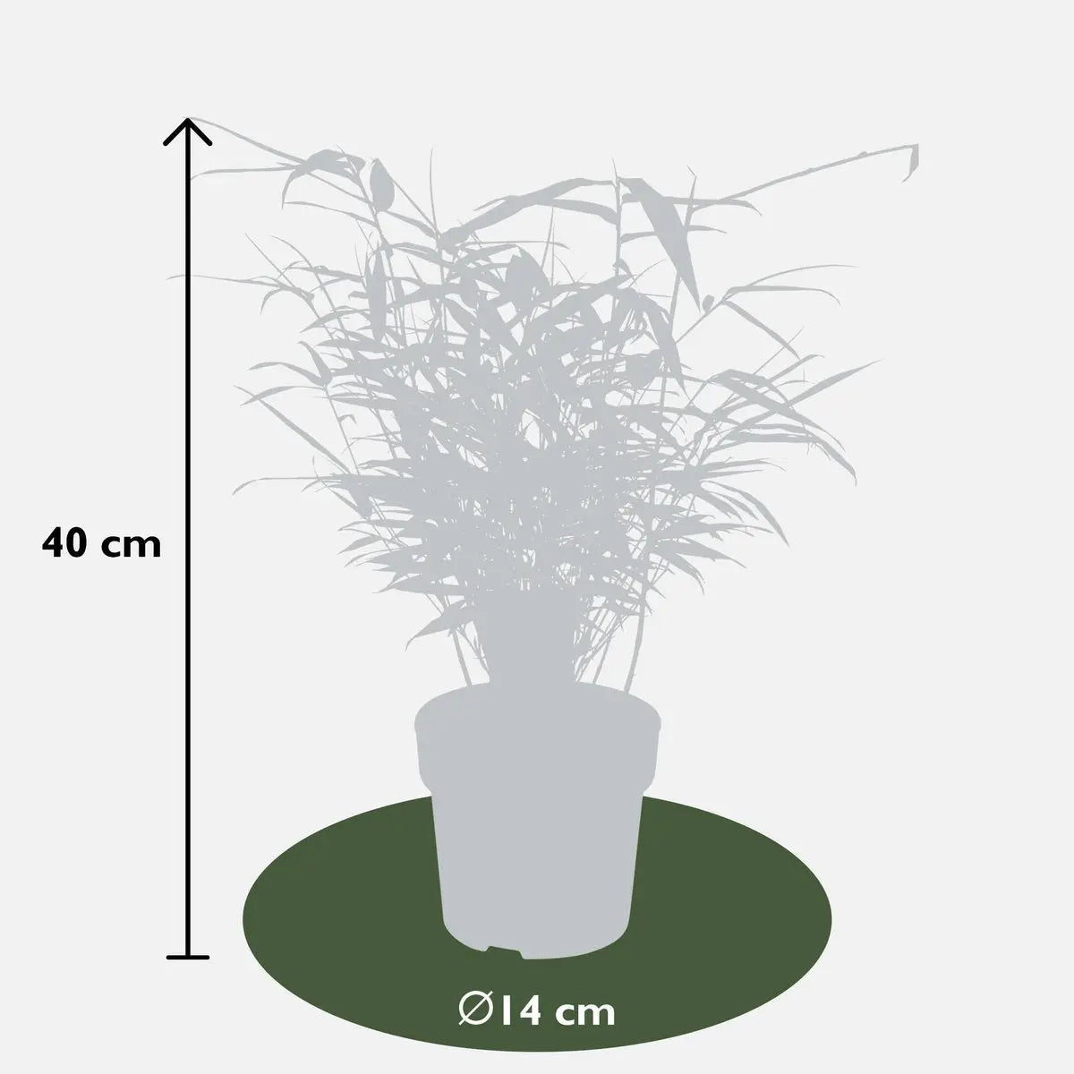 4x Fargesia rufa - ↨40 cm - Ø14 MEERgroothandel Planten