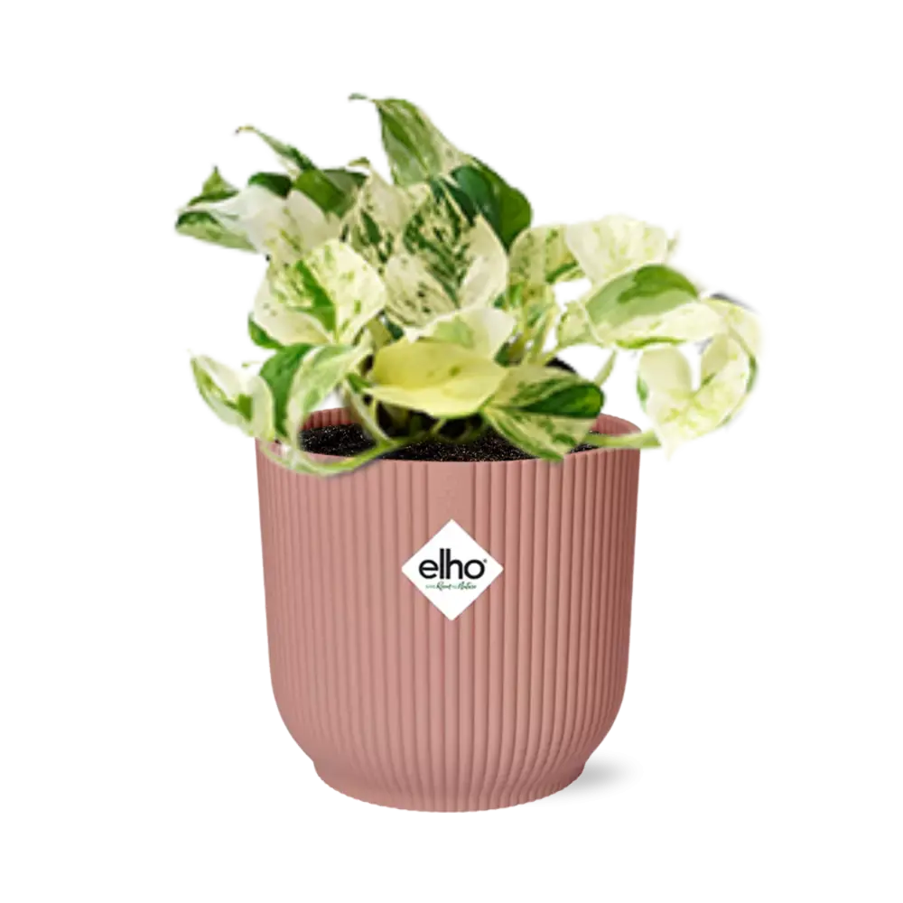 Epipremnum pinnatum fröhliches Blatt in Elho Vibes Falten Sie 14 cm Roze MEERgroothandel Planten
