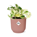 Epipremnum pinnatum fröhliches Blatt in Elho Vibes Falten Sie 14 cm Roze MEERgroothandel Planten