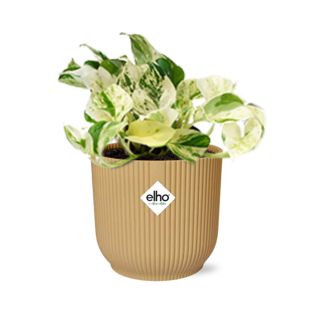 Epipremnum Manjula 'Happy Leaf' Elho Fold 14 cm gold | 10-20 cm hoch