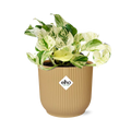 Epipremnum Manjula 'Happy Leaf' Elho Fold 14 cm gold | 10-20 cm hoch