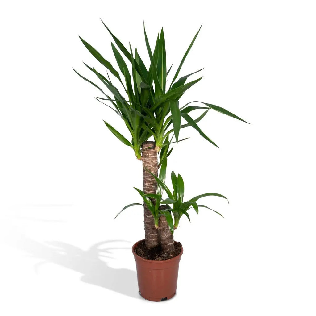 Yucca elephantipes Ø17 cm – ca. 85 cm, Palmlilie, pflegeleichte Zimmerpflanze - Pille Gartenwelt
