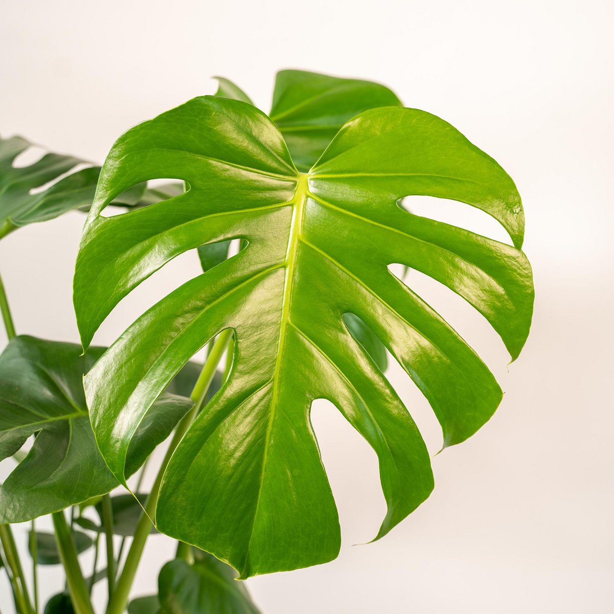 Monstera Deliciosa - ↨80cm - Ø21cm + Mand Igmar