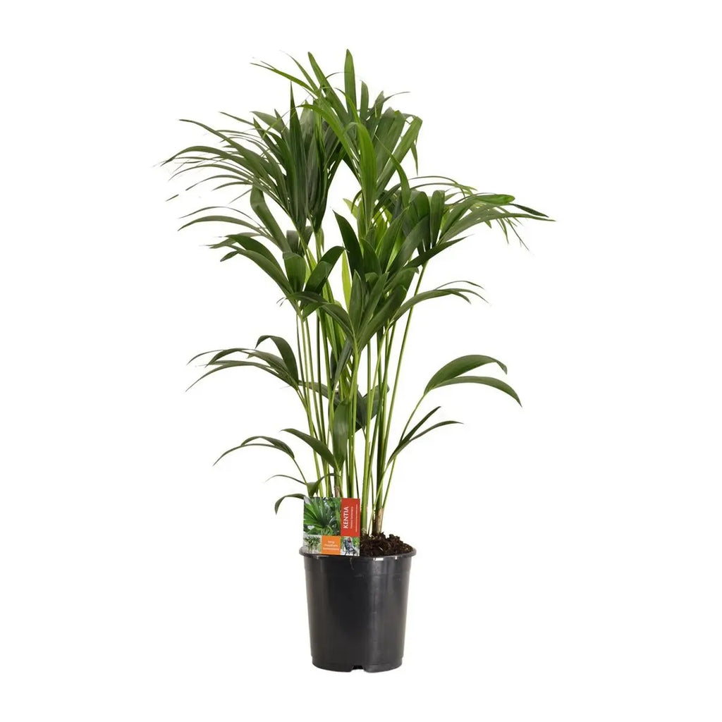 Howea Forsteriana - Ø24cm - ↕120 cm MEERgroothandel Planten
