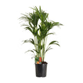 Howea Forsteriana - Ø24cm - ↕120 cm MEERgroothandel Planten