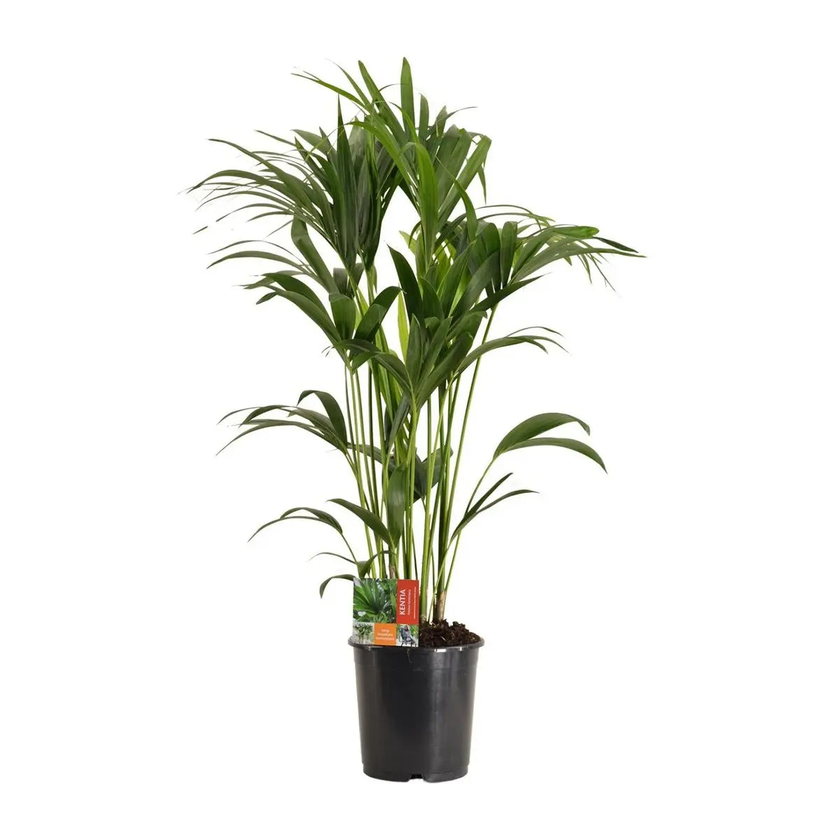 Howea Forsteriana - Ø24cm - ↕120 cm MEERgroothandel Planten