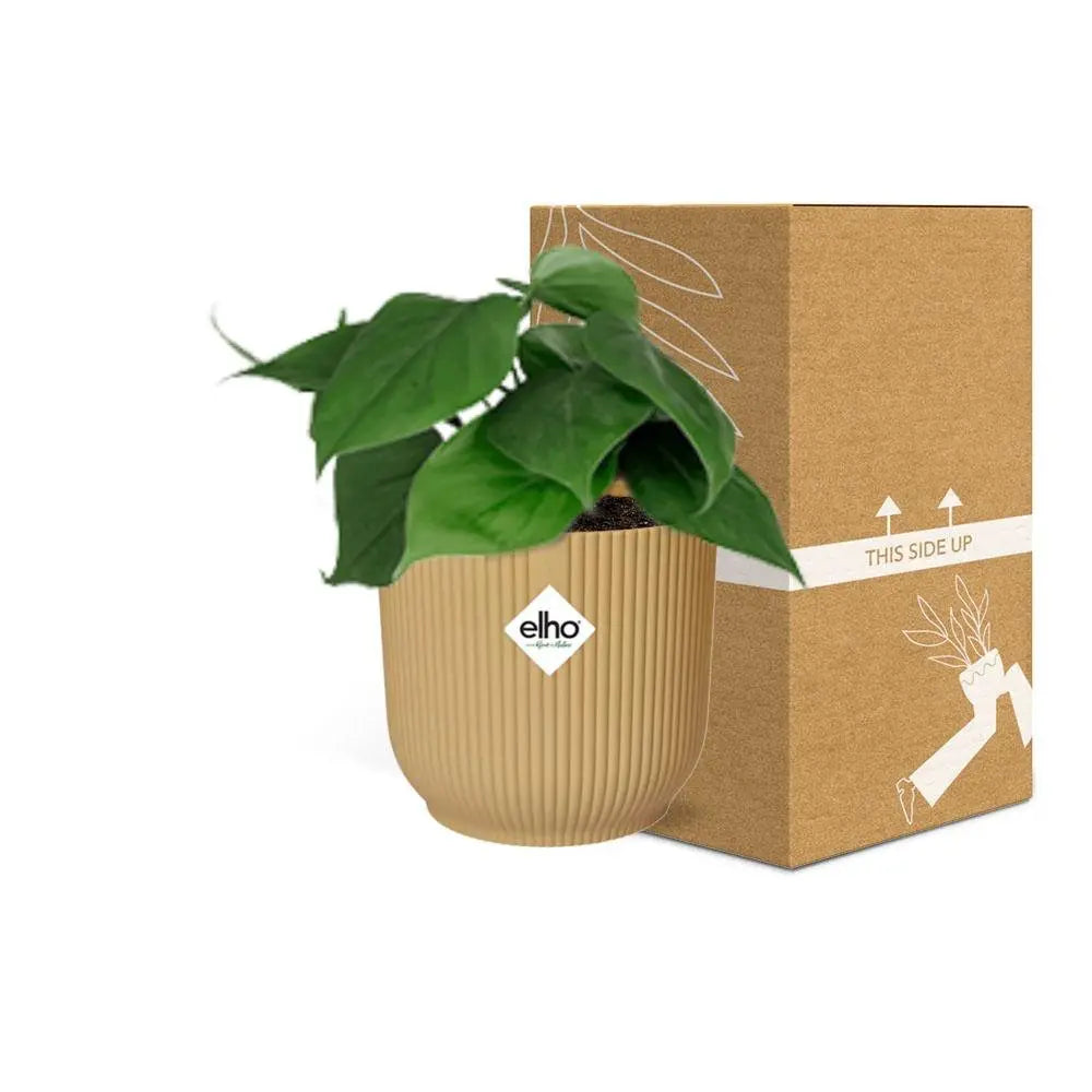 Philodendron -Klettern in Elho Vibes Fold 14 cm Geel MEERgroothandel Planten