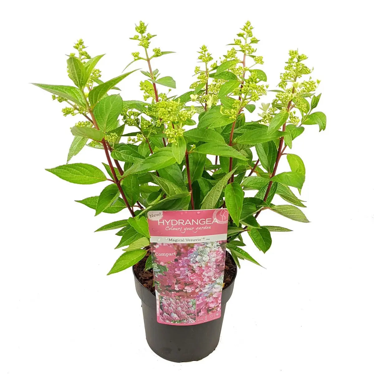 Rispenhortensie ‘Prim White’® - ↕25cm - Ø19cm |  Hydrangea paniculata ‘Prim’White’ / ‘Dolprim’ - Pille Gartenwelt