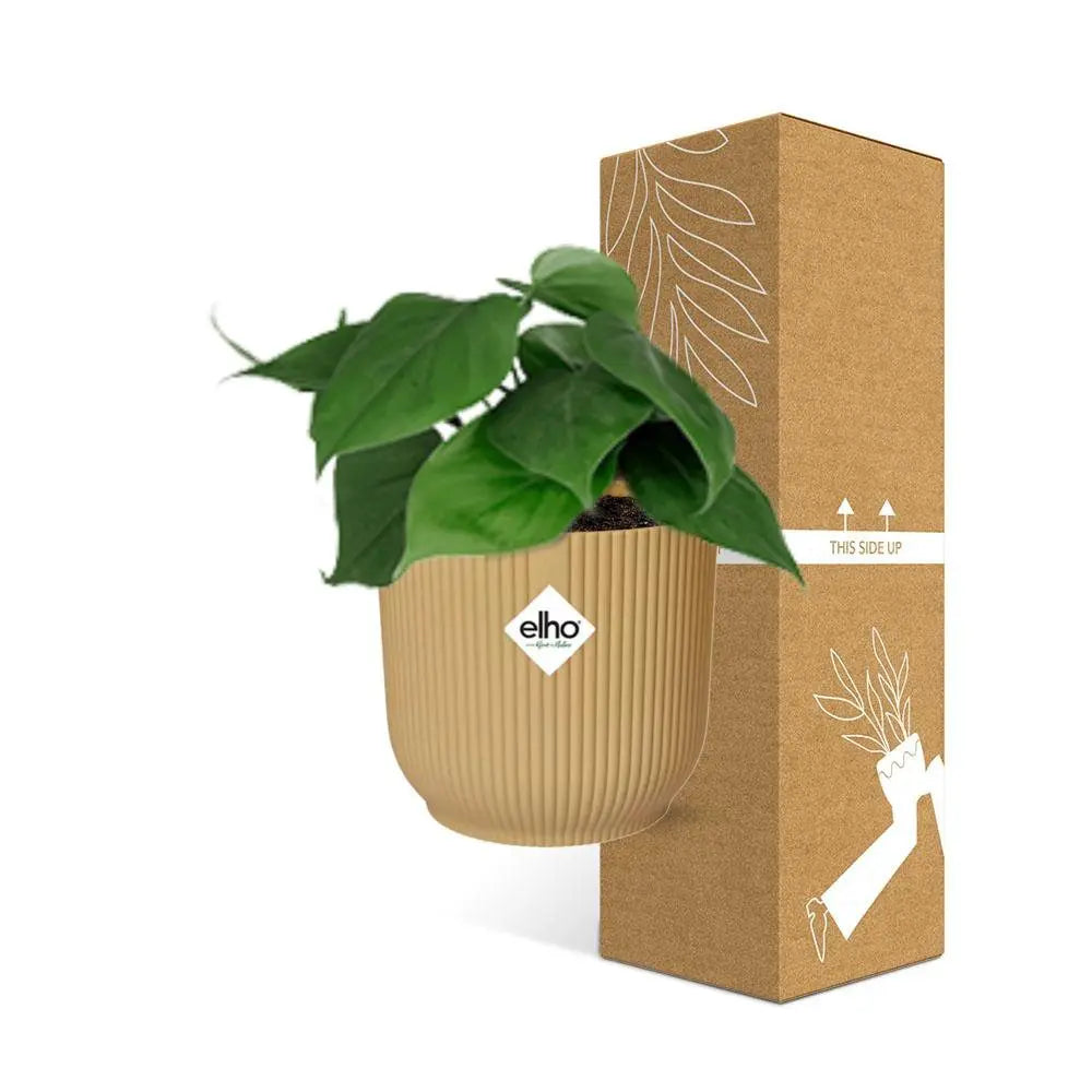 Philodendron -Klettern in Elho Vibes Fold 14 cm Geel MEERgroothandel Planten