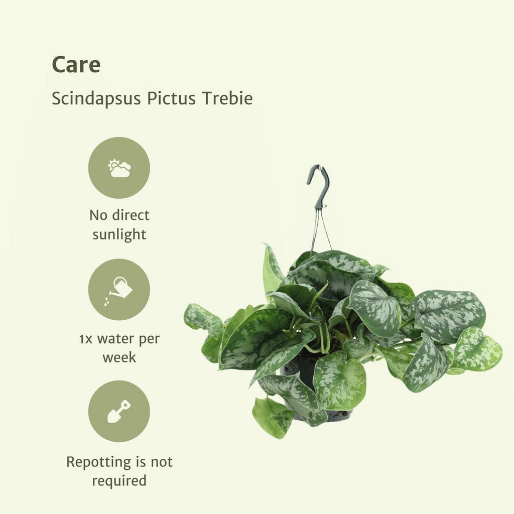 2x Scindapsus Bild Trebie - Epipremnum - 25 cm - Ø15