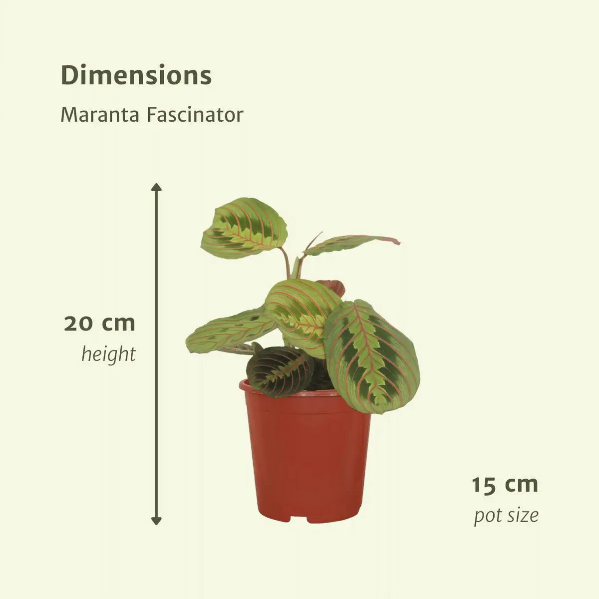 2x Maranta Fascinator - PijlWortel - 20 cm - Ø12 MEERgroothandel Planten