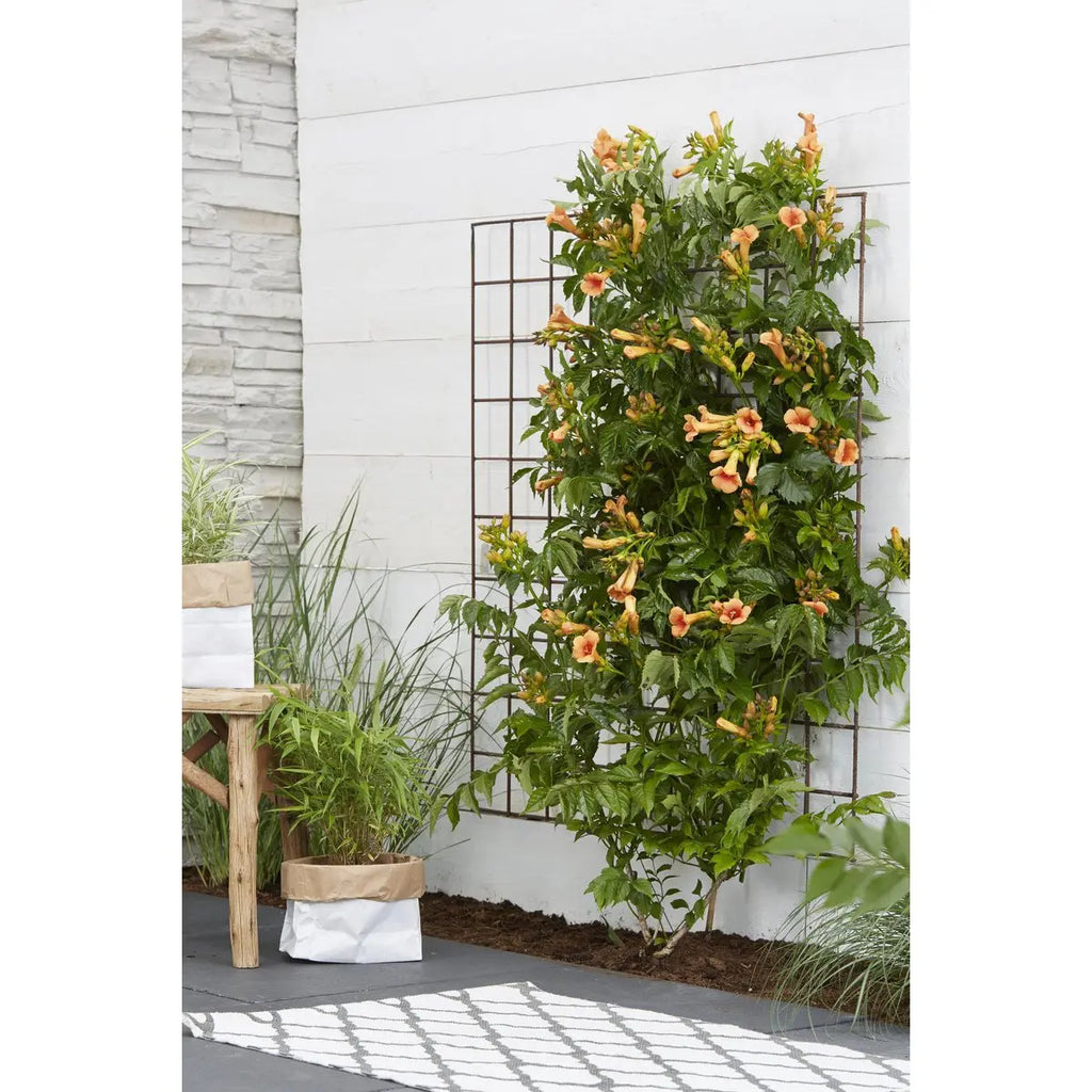 Campsis Indian Summer - Trompetenblume Orange - Ø15 cm - ↕65 cm - Pille Gartenwelt
