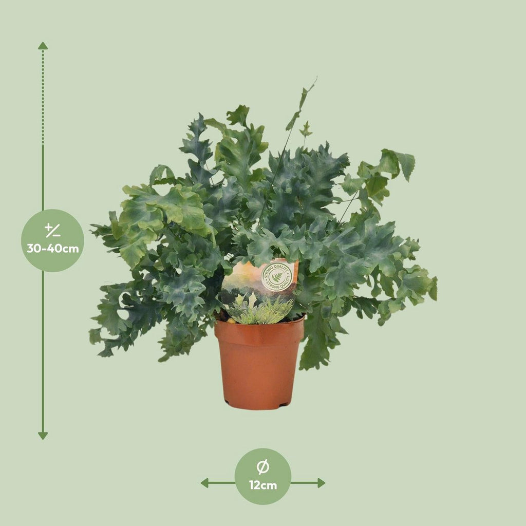 Golden Polypody Farn Ø12 cm ca. 35 cm Zimmerfarn goldgrün pflegeleicht