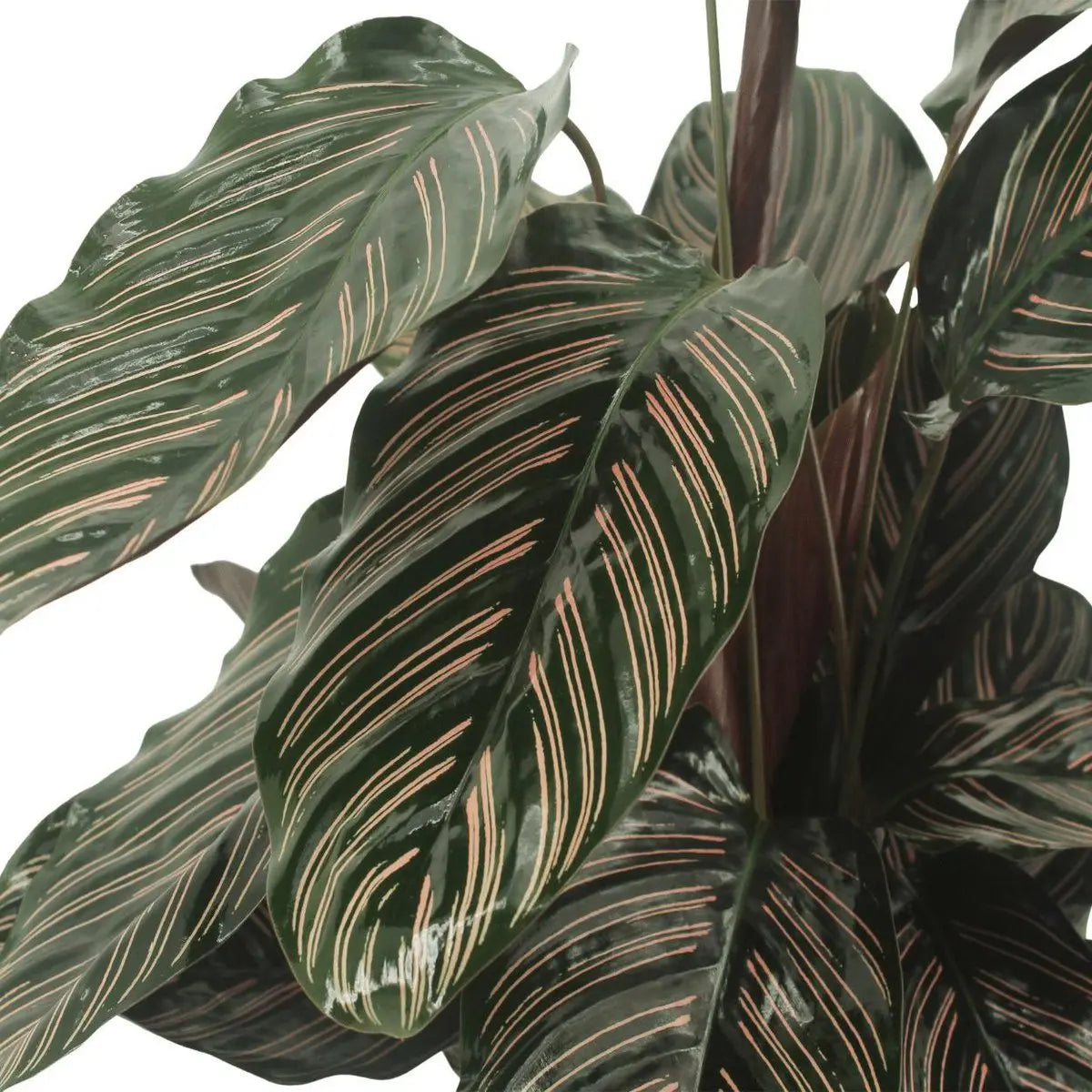 2x Calathea ornatata - Pauwenplant - 50 cm - Ø14 MEERgroothandel Planten