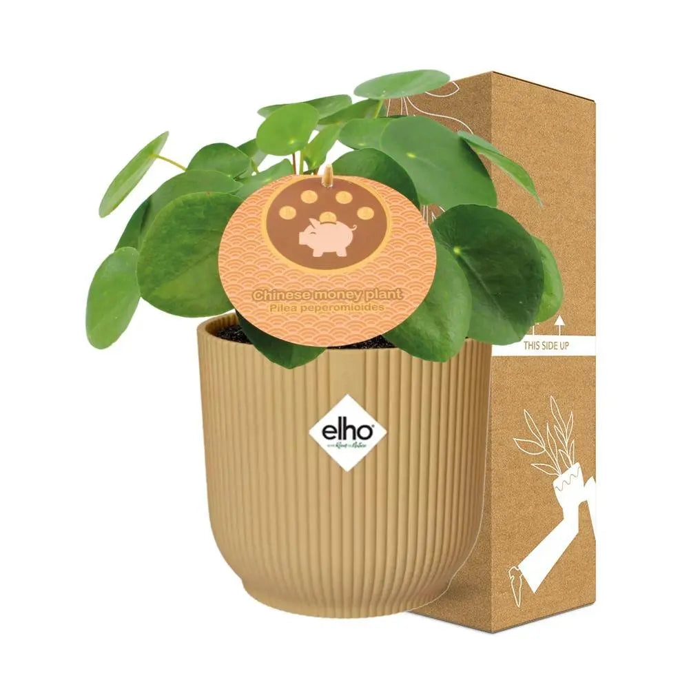 Pilea Peperomioides 12 cm in Elho -Vibes 14 cm Geel falten MEERgroothandel Planten