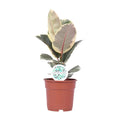 Ficus elastica Tineke - Ø17cm - ↕50 cm | Buntlaubiger Gummibaum