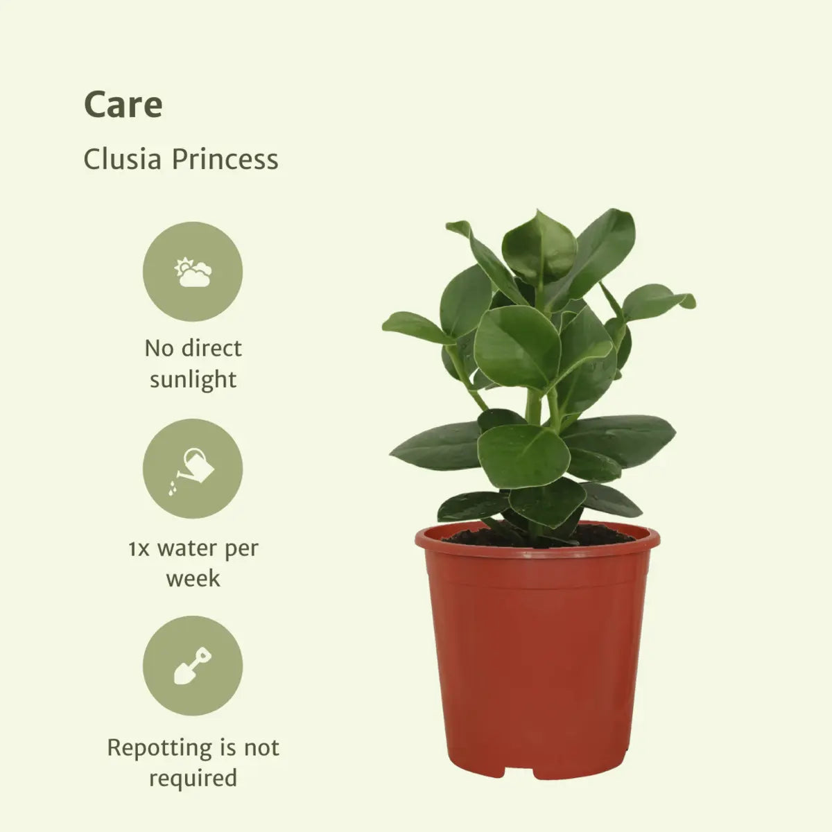 Clusia -Prinzessin (Signaturebaum) - 2 Teile - Ø12cm - ↕15cm