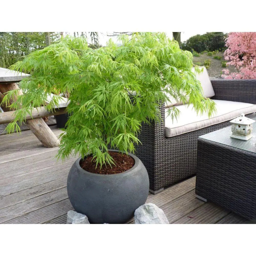 Japanischer Fächerahorn (Fächerahorn ‘Dissectum’) | Acer palmatum ‘Dissectum’ - Pille Gartenwelt